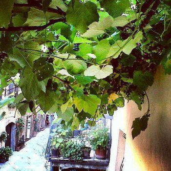 La Vite * Pienza